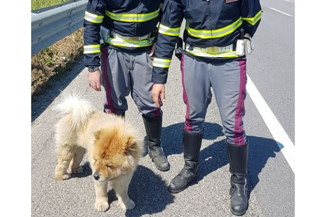 Cane rubato e poi abbandonato sull’A2 Salerno-Reggio Calabria: salvato da due poliziotti e riconsegnato alla padrona
