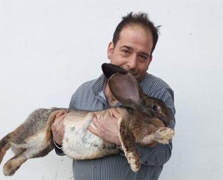 L’allevatore casertano prepara un altro Guiness con un nuovo coniglio più grande del mondo