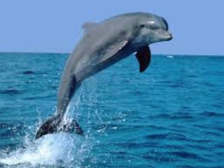 Salerno, a “Torrione”, trovato delfino sulla spiaggia: salvato e riportato al largo