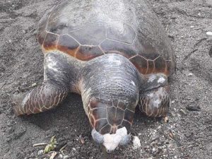 Tartaruga morta sulla spiaggia di Minori: uccisa dalla plastica