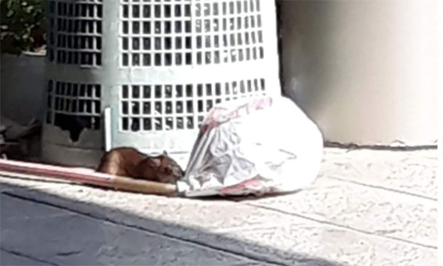 Napoli, ratti grandi come gatti rovistano indisturbati nella spazzatura al nuovo Ospedale del Mare