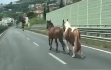 Cavalli in tangenziale a Salerno, paura tra gli automobilisti