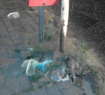 Orrore a San Giorgio, cadaveri di gatti abbandonati vicino al cestino per la raccolta deiezioni animali