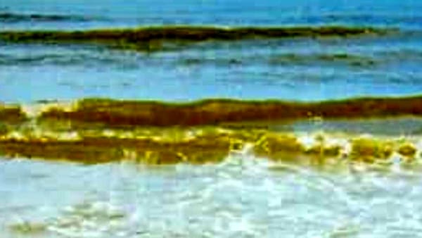 Mare giallo sul litorale Domizio: colpa di un’alga