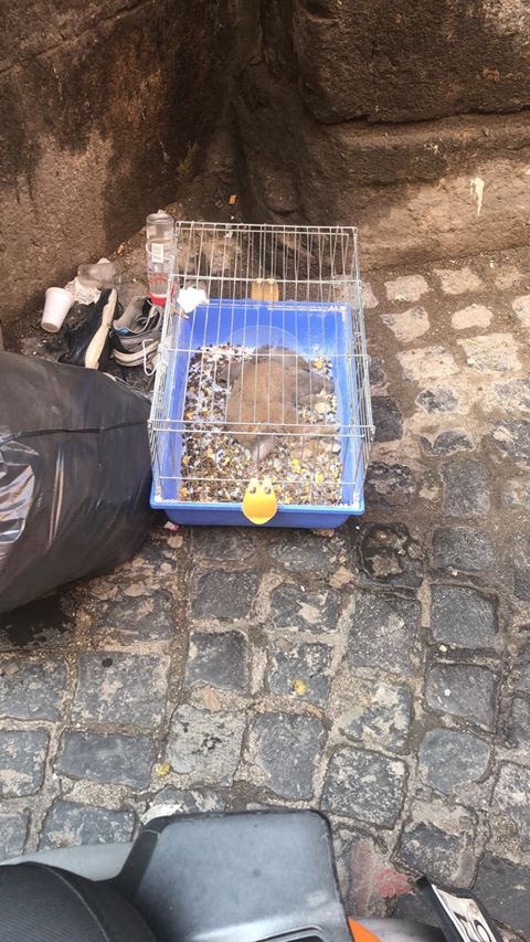 Napoli, vergogna in via dei Tribunali, coniglio morto abbandonato con la sua gabbia vicino la spazzatura