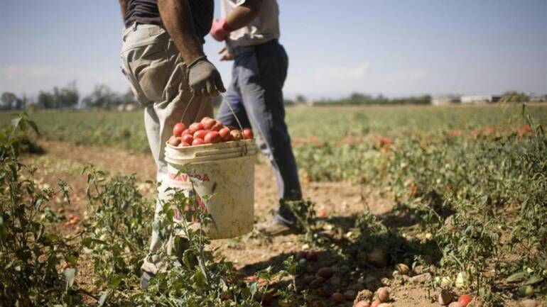 Caserta, imprenditore agricolo sfruttava come schiavi 4 lavoratori irregolari: misura interdittiva