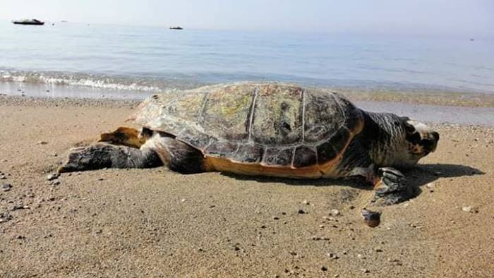 Impatto con una barca, trovata morta tartaruga “caretta”