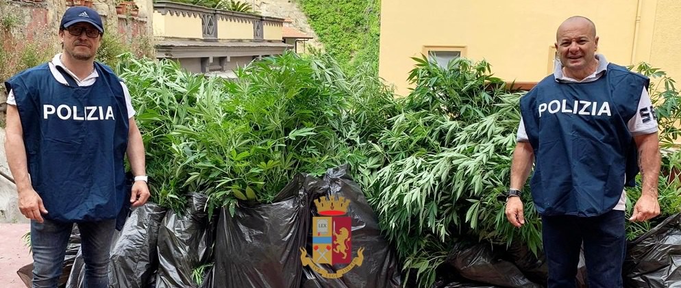 Piantagione di marijuana su un terrazzo di via Tasso: denunciato un 49enne sequestrate 117 piantine