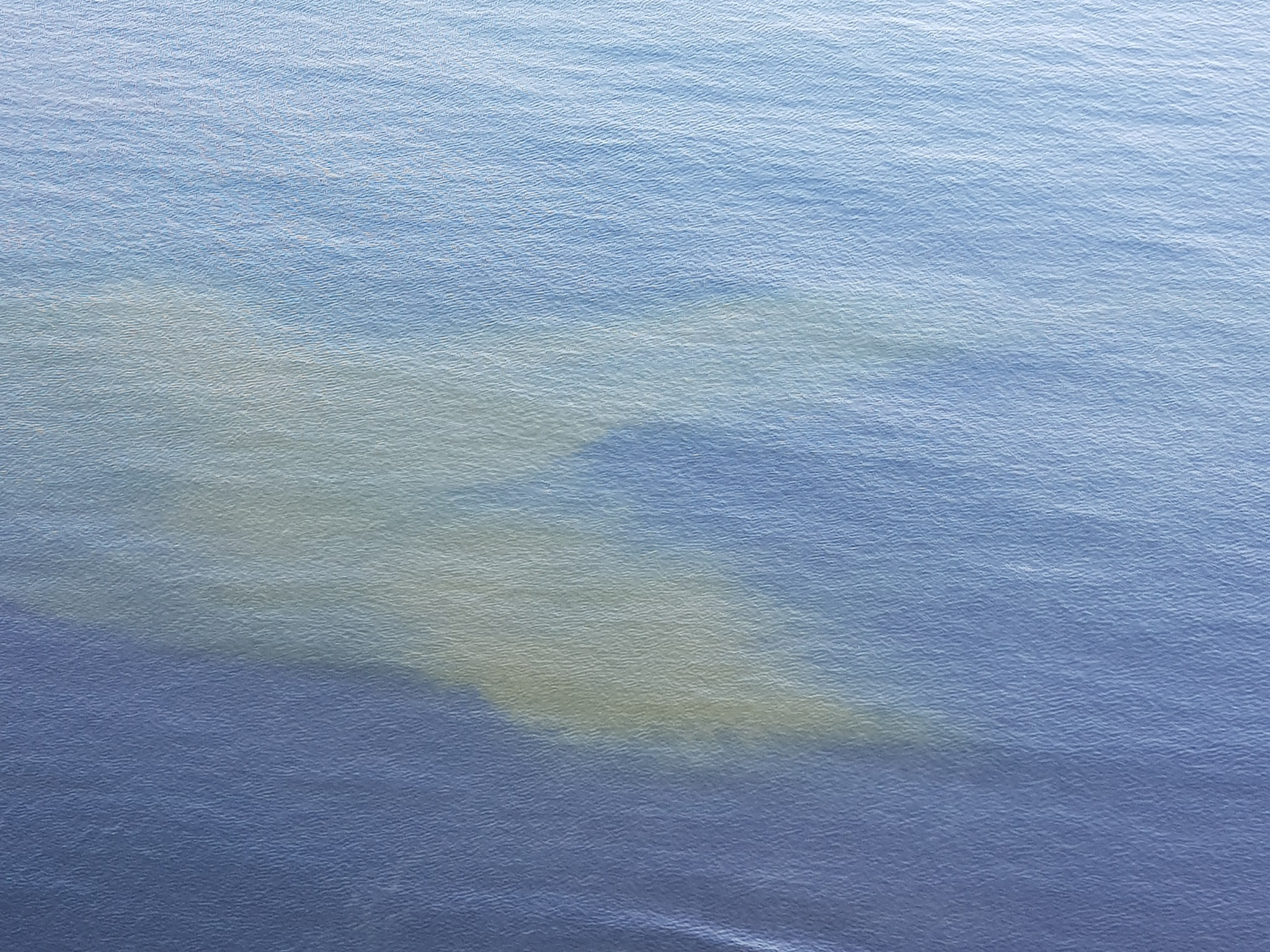 Macchia verdastra nelle acque della spiaggia della Chiaia a Procida. Verdi: “Abbiamo allertato l’Arpac per valutare la natura del fenomeno”
