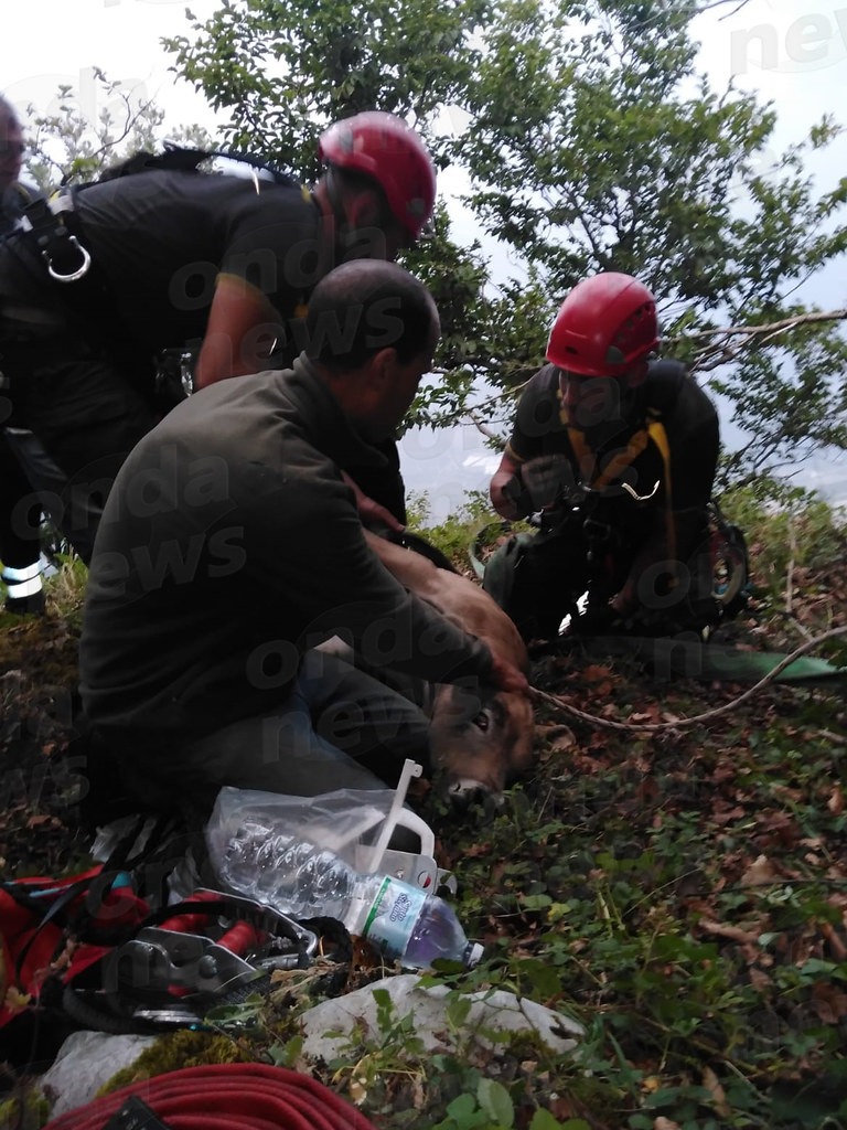 Vitellino cade in un dirupo nel Salernitano: salvato dai Vigili del Fuoco