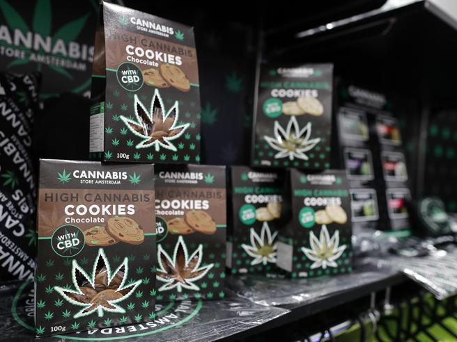 La Cassazione: è reato la vendita della cannabis anche se light. Pure olio, infiorescenze e foglie