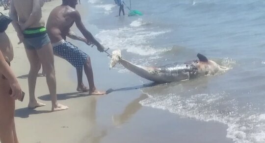 Delfino morto a Ischitella: è rimasto per ore sulla spiaggia. Nessuno lo ha rimosso