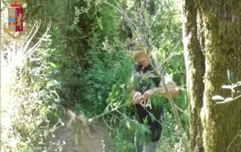 Castellammare, scoperte 300 piante di canapa indiana sul Monte Coppola. IL VIDEO