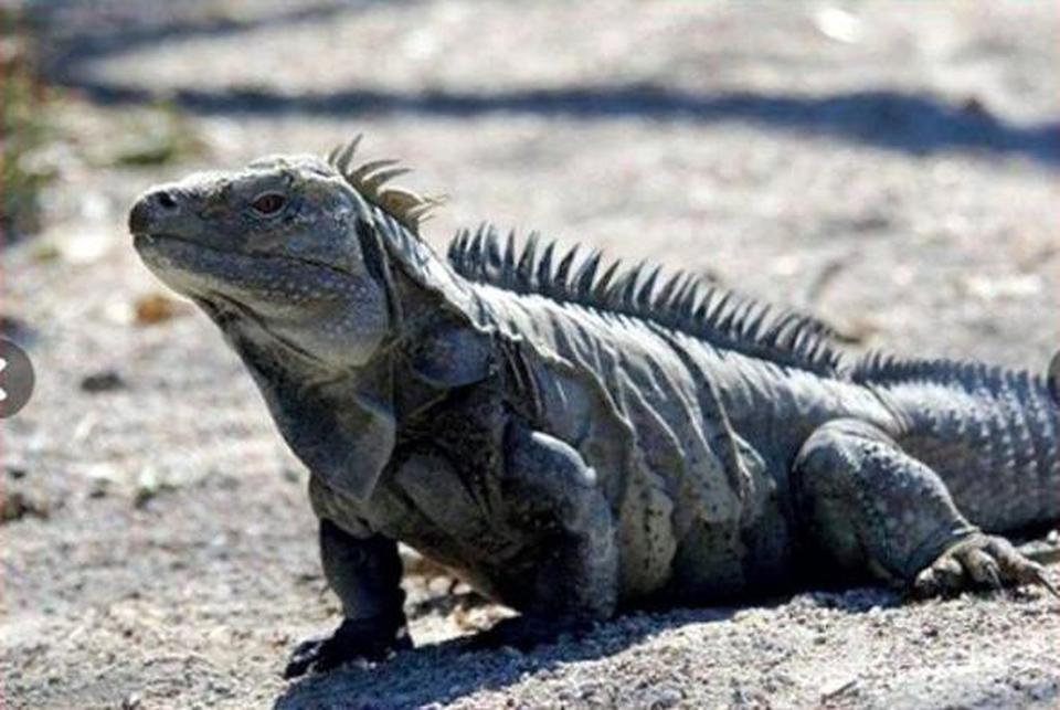 Lascia libero un Iguana di 1,2 metri per le strade del paese: denunciato