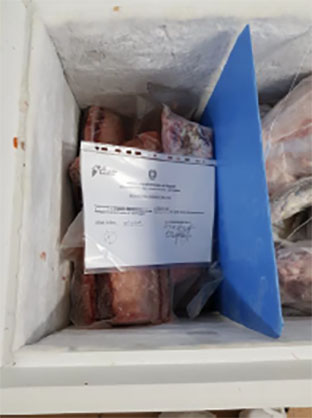 Ischia, la Guardia Costiera sequestra 40 chili di prodotti ittici privi di tracciabilità