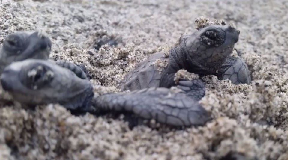 La foto della schiusa delle tartarughe Caretta Caretta pubblicate dall’Ente Parco Nazionale del Cilento