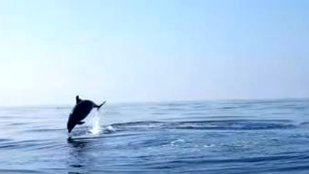 Cucciolo di delfino intrappolato in una rete abbandonata dai pescatori, la mamma festeggia il salvataggio
