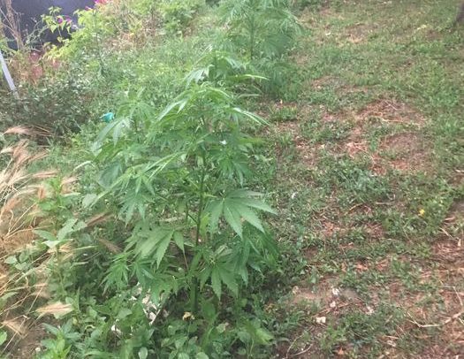 Scoperta nel Salernitano piantagione illegale di marijuana per uso agro industriale
