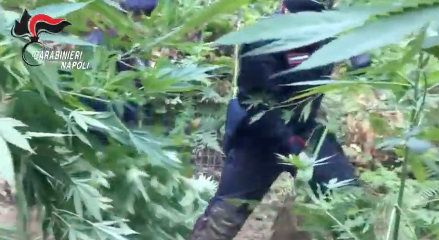 Nuova scoperta sulla ‘Giamaica’ dei Monti Lattari: 1563 piante di cannabis. IL VIDEO
