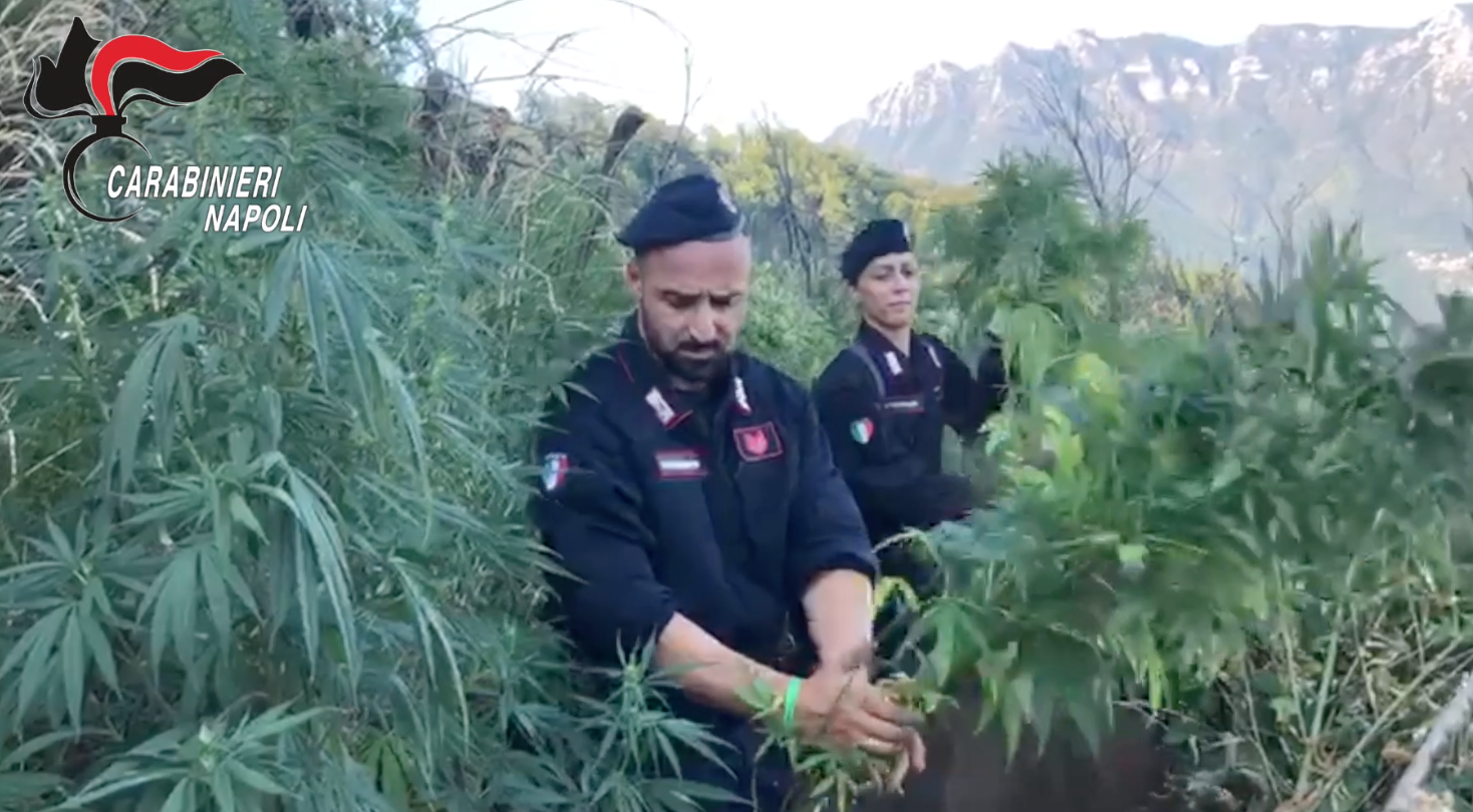 Colpo ai narcos dei Monti Lattari: scoperte e distrutte oltre 3 mila piante di cannabis. IL VIDEO