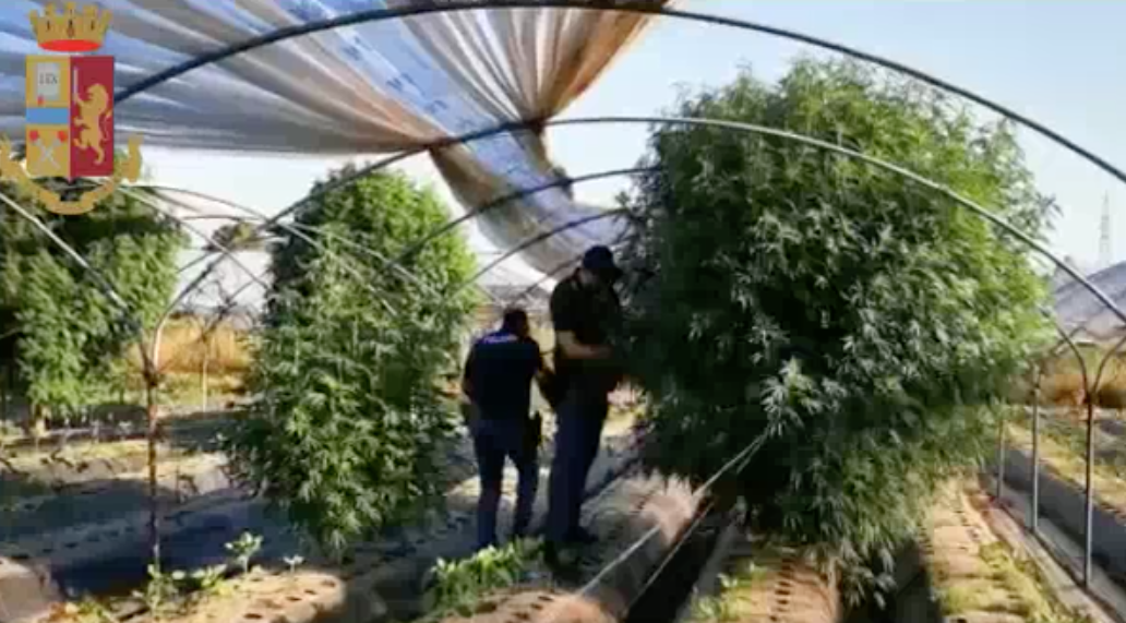 Giugliano, piante di marijuana tra gli ortaggi: arrestati in due