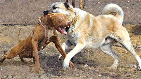 Napoli. Scoperti due cani Pitbull in pesime condizioni. Probabilmente usati per combattimenti clandestini
