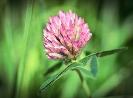 Ecco i rimedi naturali più utilizzati dagli italiani per proteggersi dal sole estivo