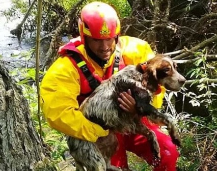 Cane cade nel Volturno, salvato dai vigili del fuoco