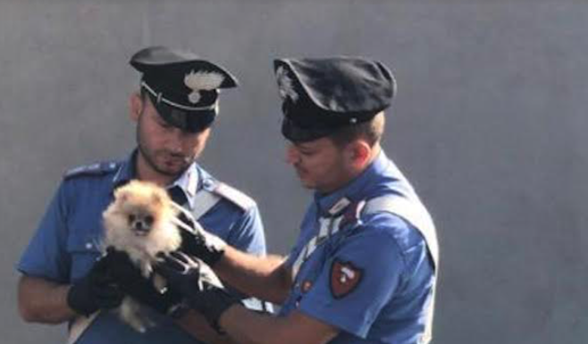Giugliano, entra in un negozio di cani e ruba un cucciolo: arrestata 39enne