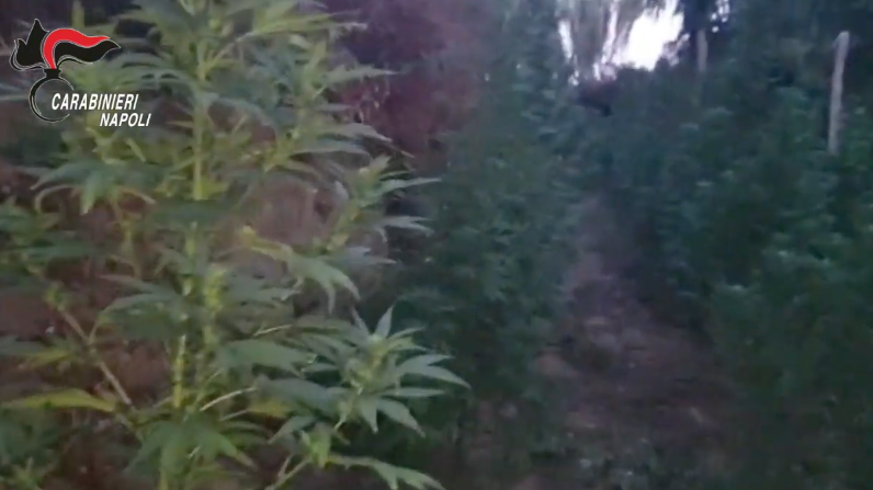 Scoperta piantagione di marijuana a Qualiano: 3 arresti. IL VIDEO