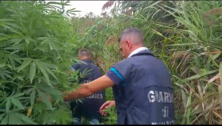 Mondragone scoperta area con 280 piante di cannabis