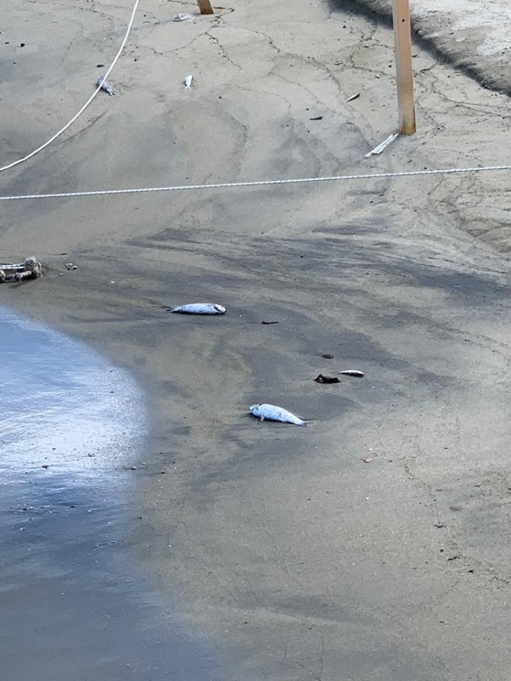Improvvisa moria di pesci e topi sulla spiaggia della Chiaia a Forio d’Ischia. Verdi: ‘Fenomeno inquietante’