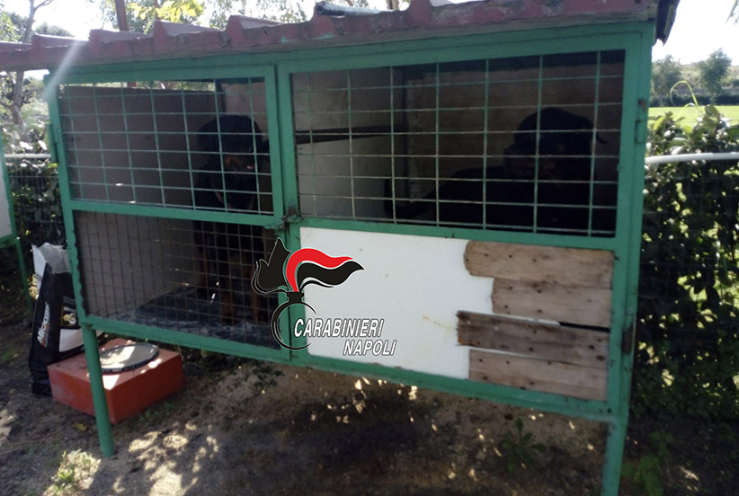 Rottweiler tenuti nelle gabbie per uccelli: denunciato 33enne. Sequestrati 46 cani
