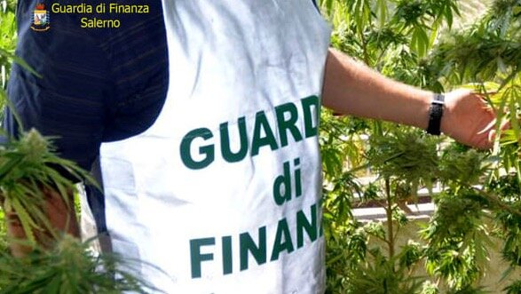 Mega sequestro di piante di marijuana a Sarno