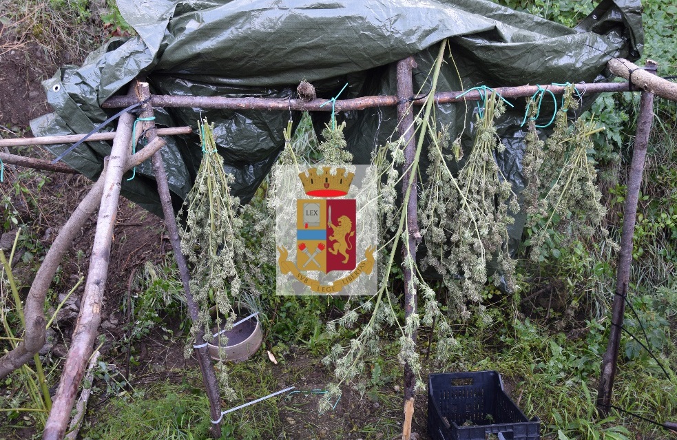 Castellammare, coltivava canapa indiana lungo la Panoramica: arrestato pregiudicato di 32 anni