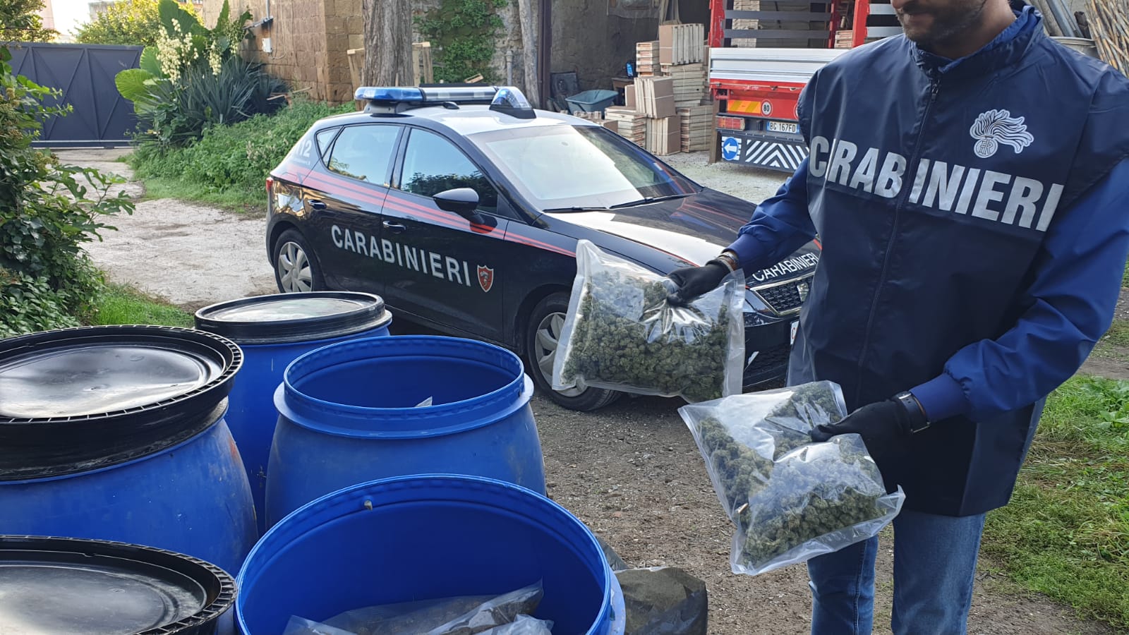Marano, scoperti 112 chili di marijuana in un terreno agricolo: arrestati due incensurati. IL VIDEO