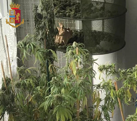Napoli, coltivava marijuana in casa: denunciato 64enne di Pianura