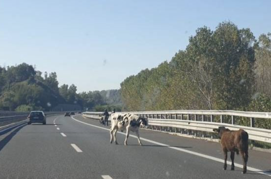 Mucche in autostrada, sfiorata la tragedia sulla Salerno-Reggio Calabria