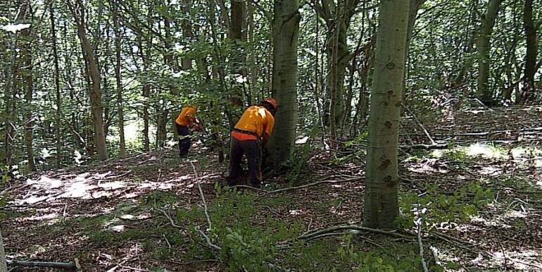 Lavoratori Forestali: in arrivo 56 milioni di euro per il pagamento degli stipendi
