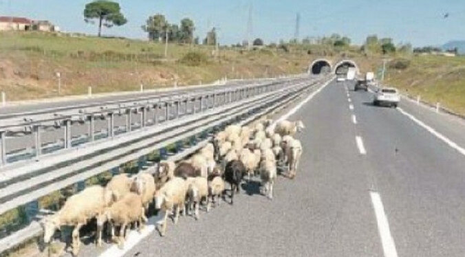 Ancora transumanza sulla Salerno-Reggio: dopo le mucche ora anche le pecore
