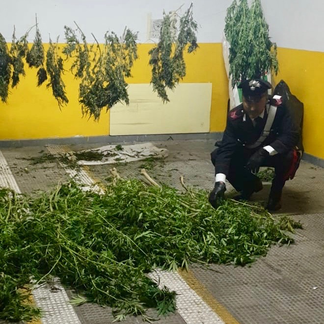 Scafati, aveva ricavato il nascondiglio per essiccare cannabis in un gozzo tenuto nel suo giardino: arrestato