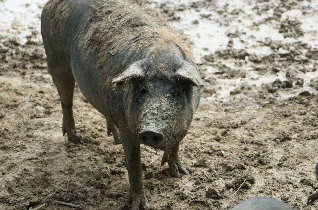 Scrofa uccide un uomo e poi ferisce il figlioletto di 2 anni