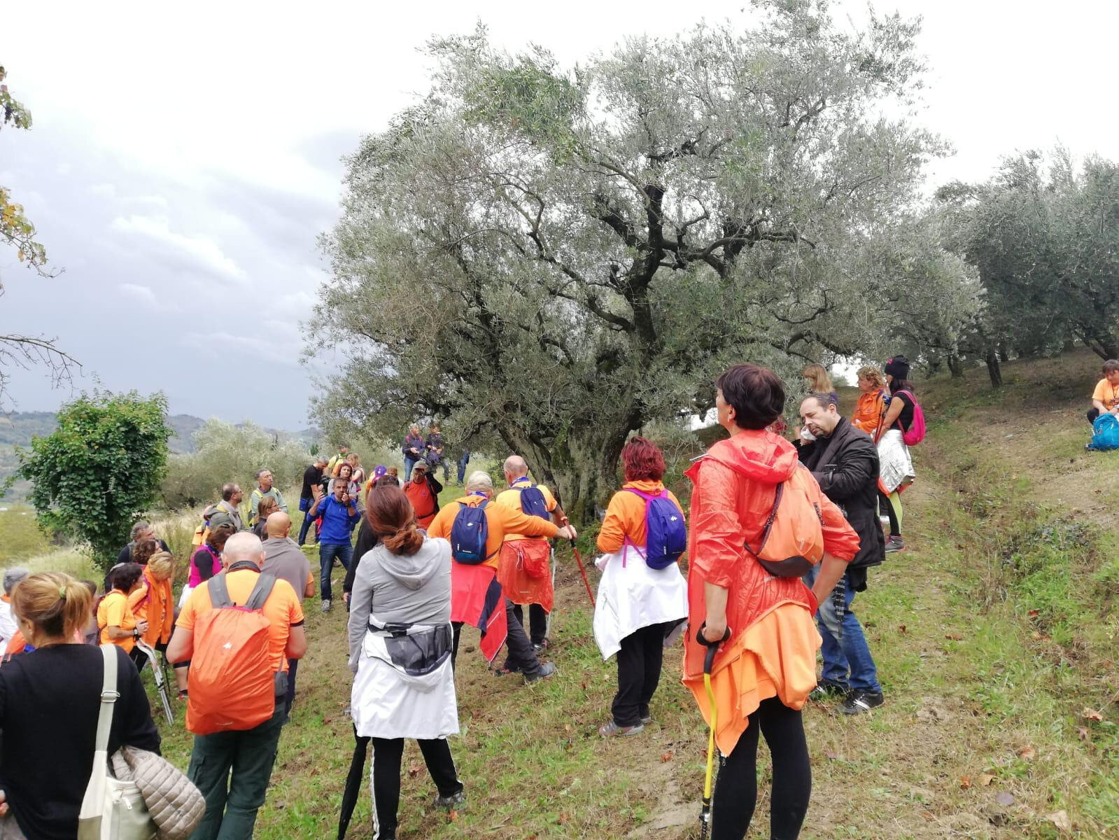 Camminata tra gli olivi nelle terre di Campania