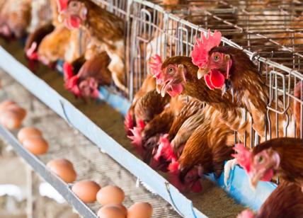 Controlli dei Nas nelle aziende avicole: sequestrate 32mila uova e 4600 galline