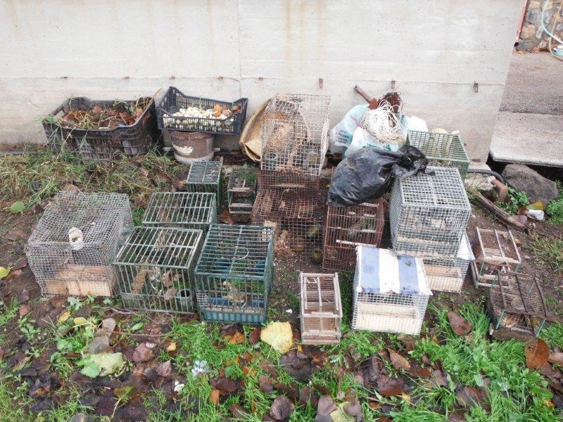 Detenzione di fauna selvatica protetta: sequestrati 39 esemplari nel Salernitano