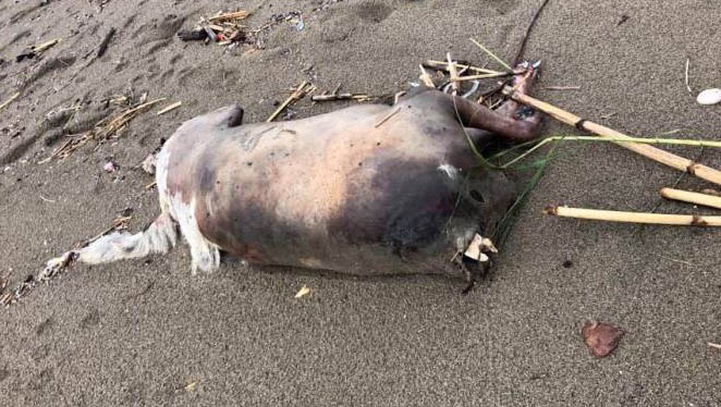 Salerno. ritrovato in spiaggia animale decapitato