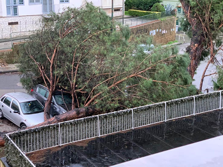 Tragedia sfiorata a Soccavo, due grossi alberi abbattuti dal maltempo, la IX Municipalità: ‘Necessaria la manutenzione’