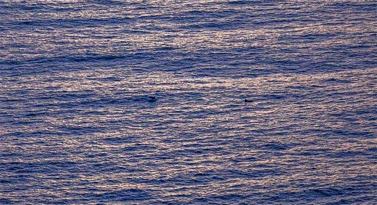 Incanto in Costiera: i delfini salutano Positano