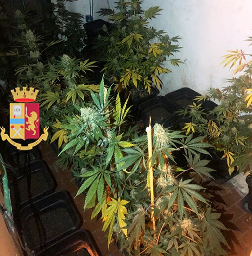 Napoli, aveva una serra in casa con 103 piante di cannabis: arrestato 53enne