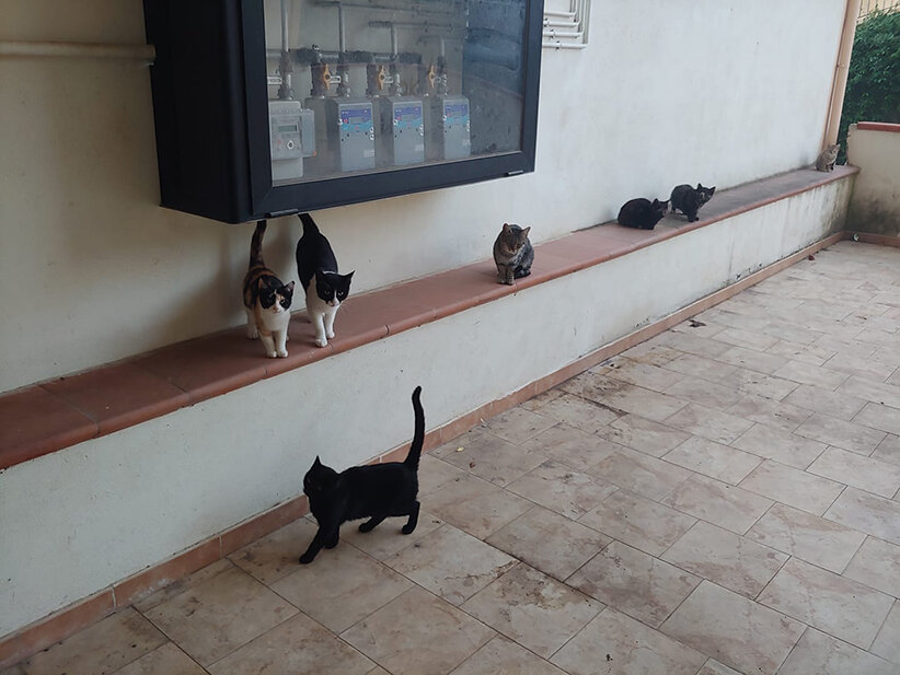 Sette gatti murati vivi in un condominio: davano fastidio agli inquilini. Salvati dai vigili del fuoco